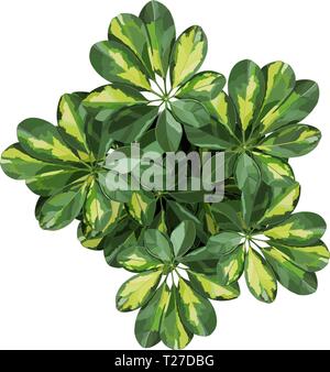 Schefflera houseplant top view detailed vector illustration Stock Vector