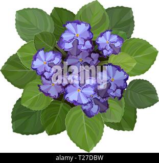 Potted african violet, saintpaulia, on white background. Top view vector Stock Vector