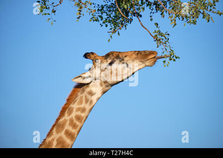 Profile head shot of South African Giraffe against blue sky reaching up to eat fresh greens leaves. Tongue is sticking out Stock Photo