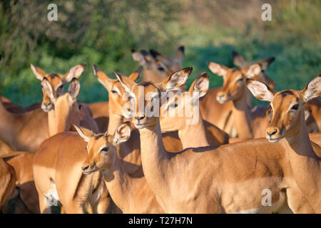 Herd of Impala staring randomly in many directions, with focus on central one looking towards audience Stock Photo