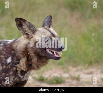 Side Head shot of African Wild Dog, with mouth open baring menacing teeth