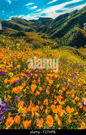 MARCH 15, 2019 - LAKE ELSINORE, CA, USA - 'Super Bloom' California Poppies in Walker Canyon outside of Lake Elsinore, Riverside County, CA Stock Photo