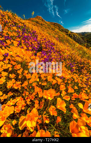 MARCH 15, 2019 - LAKE ELSINORE, CA, USA - 'Super Bloom' California Poppies in Walker Canyon outside of Lake Elsinore, Riverside County, CA Stock Photo