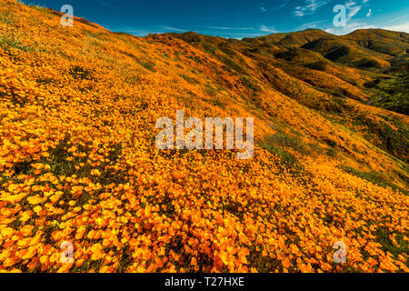 MARCH 15, 2019 - LAKE ELSINORE, CA, USA - 'Super Bloom' California Poppies in Walker Canyon outside of Lake Elsinore, Riverside County, CA Stock Photo