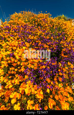 MARCH 15, 2019 - LAKE ELSINORE, CA, USA - 'Super Bloom' California Poppies in Walker Canyon outside of Lake Elsinore, Riverside County, CA Stock Photo