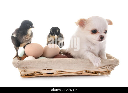 little chihuahua and chicks in front of white background Stock Photo