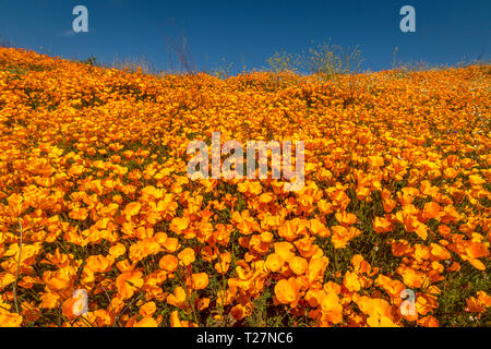 MARCH 15, 2019 - LAKE ELSINORE, CA, USA - 'Super Bloom' California Poppies in Walker Canyon outside of Lake Elsinore, Riverside County, CA Stock Photo