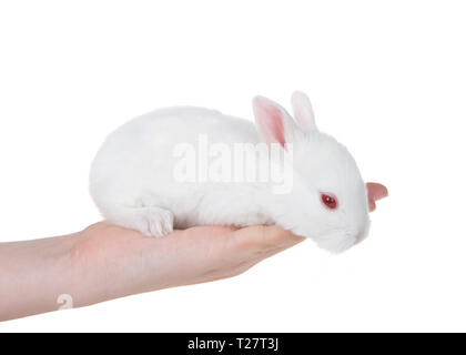 Young caucasian hand holding albino white baby bunny, curious, peaking over edge of fingers, pink eye open. Isolated on white. Stock Photo