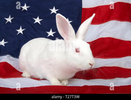 Portrait of a white albino rabbit with pink eyes looking to viewers right, stretched out on an American flag. Patriotic animal theme. Stock Photo