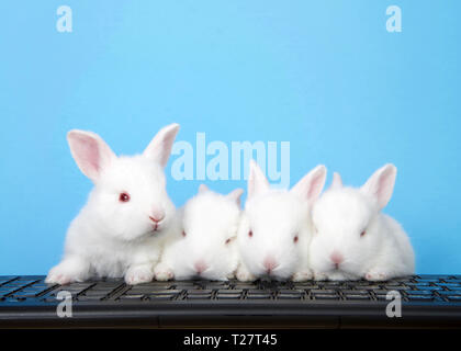 Four adorable white albino baby bunnies perched on a computer keyboard with blue background. One perked up looking to viewers right, the other three f Stock Photo