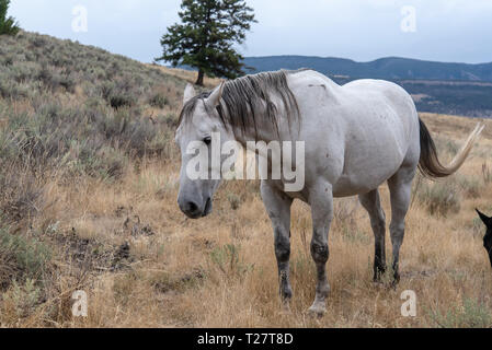 White horse grazes in open pasture in the high mountainous country of Wyoming Stock Photo