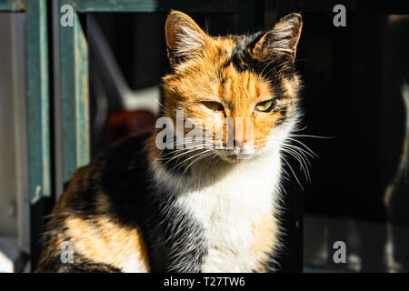 Calico coat cat sitting on the window and enjoying sunny day Stock Photo