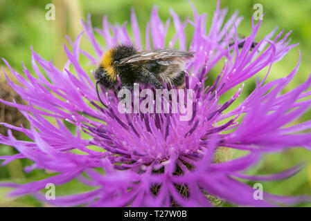 Bumble bee on a pink flower in a green field Stock Photo