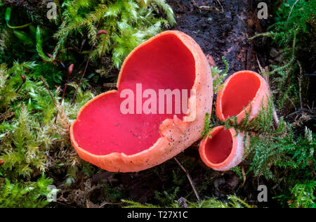 Scarlet Elf Cup (Sarcoscypha austriaca) Stock Photo