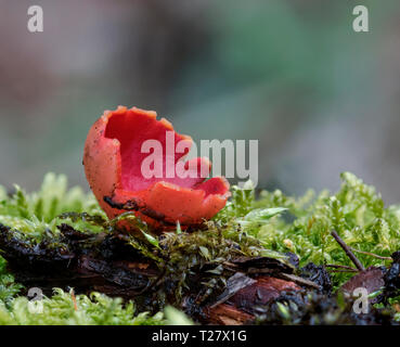 Scarlet Elf Cup (Sarcoscypha austriaca) Stock Photo