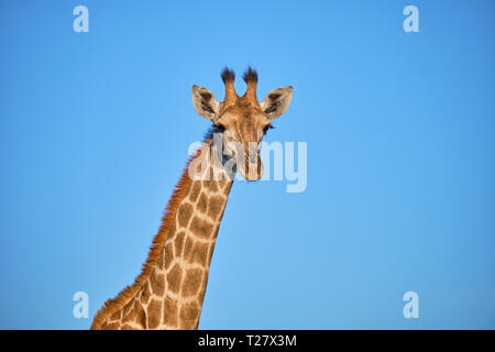 head and neck shot of South African Giraffe against blue sky background Stock Photo