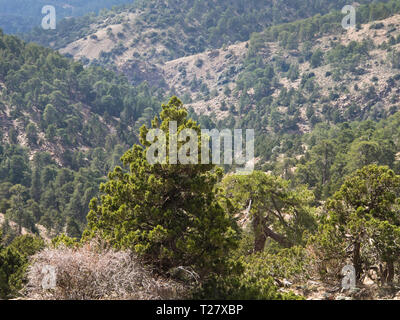 Visiting or taking part in a hike in the Troodos mountains in Cyprus lets tourists experience forests of pine and cedar trees and stunning views Stock Photo