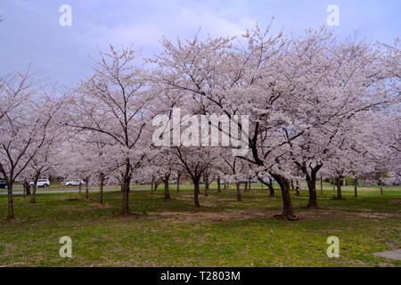 Washington, DC, USA — March 30, 2019.  Cherry Blossoms along the Tidal Basin display their flowers as they bloom in the spring. Stock Photo