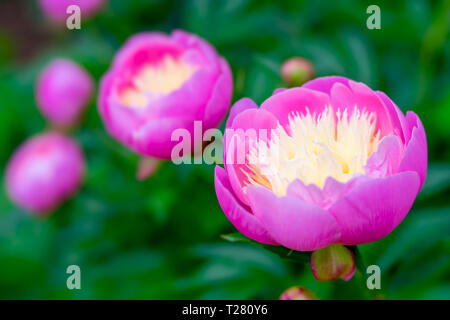Pink garden peony with a yellow/cream center.  Photographed with a specialty lens for creamy bokeh and shallow depth of field. Stock Photo