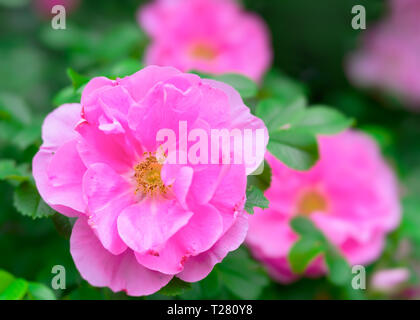 Old fashioned garden rose in the summer garden. Photographed with a specialty lens for creamy bokeh and shallow depth of field. Stock Photo