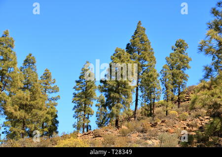 Canary Island pine forest in the interior of the Gran Canaria Island in Spain Stock Photo