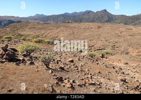 Flora of Gran Canaria: yellow flowers of Adenocarpus foliolosus Stock Photo