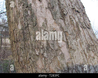 Thick tree trunk closeup Stock Photo