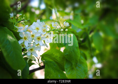 blooming bird cherry. Spring blooming bird cherry tree Stock Photo