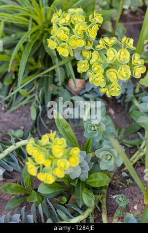 Euphorbia myrsinites in flower, springtime UK Stock Photo