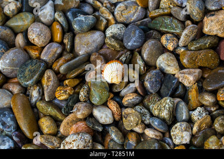 Abstract background with wet multi-colored sea stones and white sea shell Stock Photo
