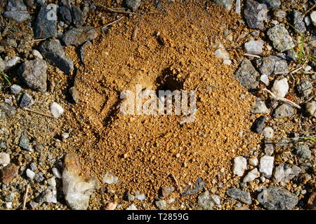 Ant nest in the courtyard. Stock Photo