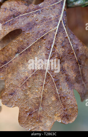 brown wet autumn oak leaf on twig macro selective focus Stock Photo