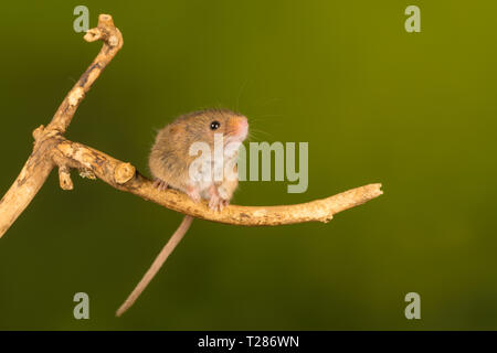 Harvest mouse (Micromys minutus), a small mammal or rodent species. Cute animal. Stock Photo