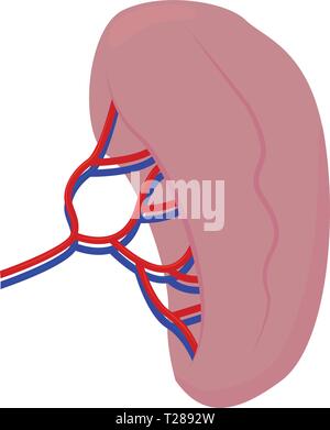Abstract human kidney Stock Vector