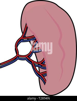 Abstract human kidney Stock Vector