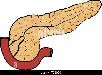 A Human Pancreas Anatomy illustration Stock Vector Image & Art - Alamy