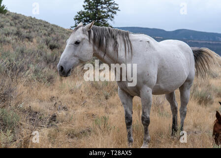 White horse grazes in open pasture in the high mountainous country of Wyoming Stock Photo