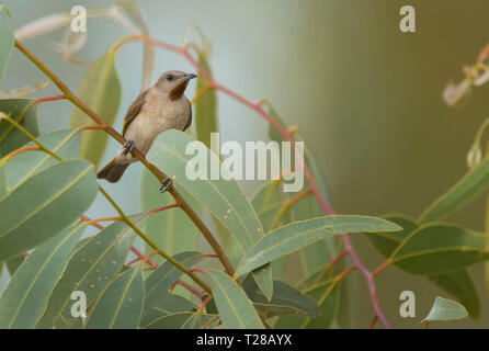 A Rufous-throated Honeyeater, Conopophila rufogularis, perched in a tree near Mount Isa, Western Queensland with copy space Stock Photo