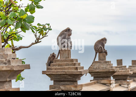 Monkeys perched on a fence in Uluwatu, Bali Stock Photo