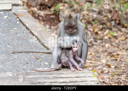 Monkey with its young in Uluwatu, Bali Indonesia Stock Photo