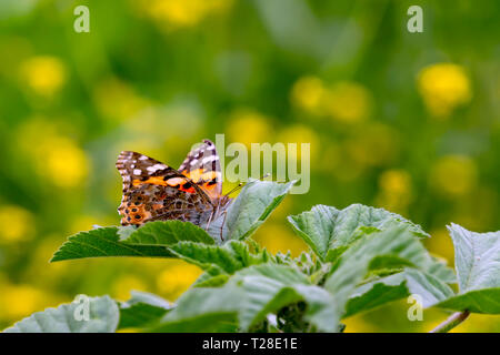 Butterfly Vanessa cardui sitting on a green leaf of a plant close up Stock Photo