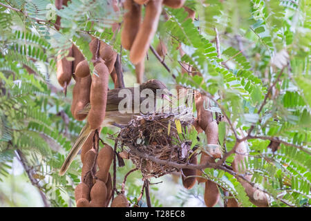 Mother bird perched on tamarind branch to care nest Stock Photo