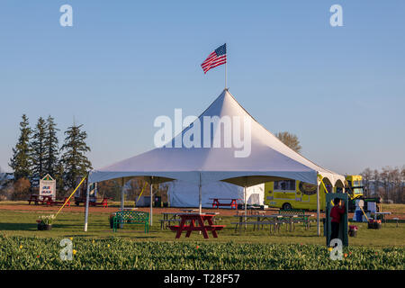 Clackamas County, Oregon - March 31, 2019 : Scene of Wooden Shoe Tulip Festival in spring season Stock Photo