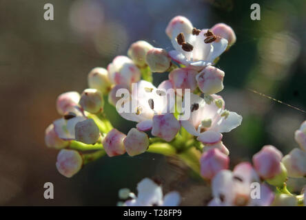 Macro image of the beautiful white spring flowers of Viburnum tinus 'Eve Price', back lit by the early morning sun, in a natural outdoor setting. Stock Photo
