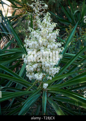 Yucca Elephantipes in Bloom. Málaga, Spain. Stock Photo