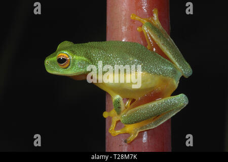 Dainty Green Treefrog (Litoria gracilenta) in the rainforest Stock Photo