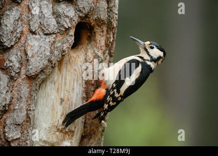 Female Great-spotted Woodpecker (Dendrocopos major) at the nest hole Stock Photo