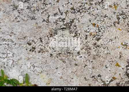 Peppered Moth (Biston betularia) camouflaged on a lichen-covered rock Stock Photo