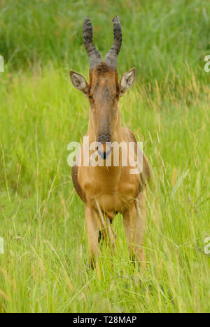 Hartebeest (Alcelaphus buselaphus) in Murchison Fall National Park Stock Photo