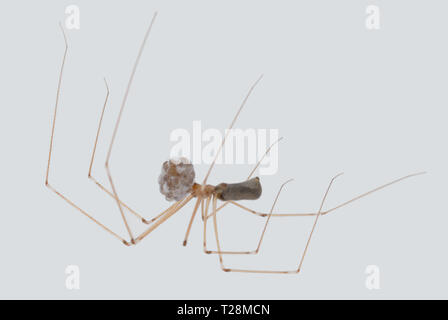 Daddy Long-legs spider (Pholcus phalangoides) Female clutching her egg-sack on a bathroom ceiling Stock Photo